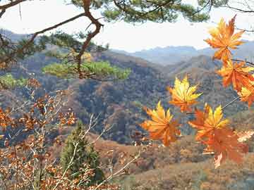 沙田柚，揭秘岭南佳果之源